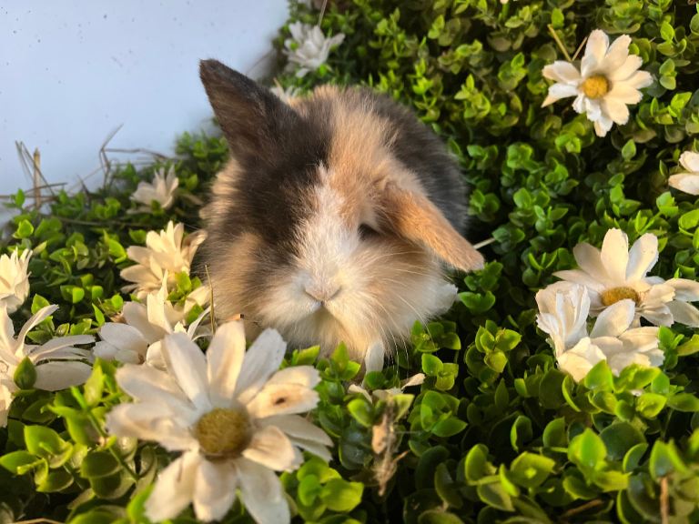 Gorgeous Mini lion lops 