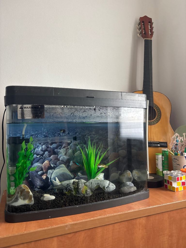 Aquarium and fishes