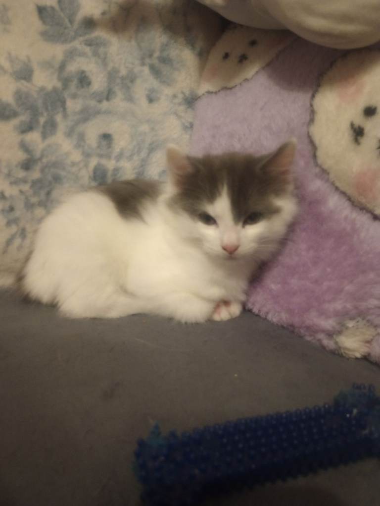 Adorable little kittens sold