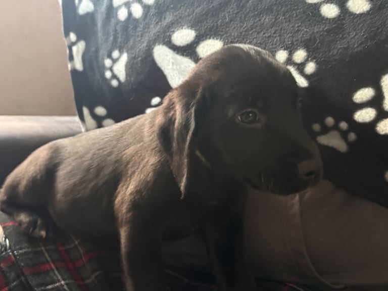 Cockapoo/Cockador ready 6th feb