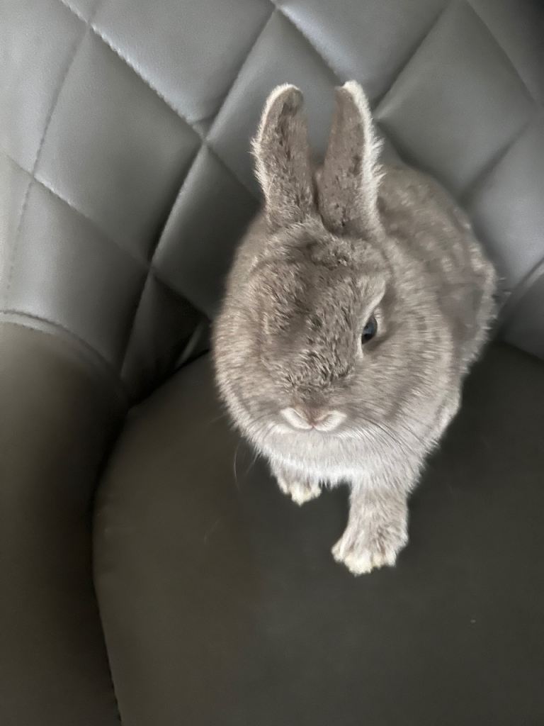 Netherland Dwarf Rabbit