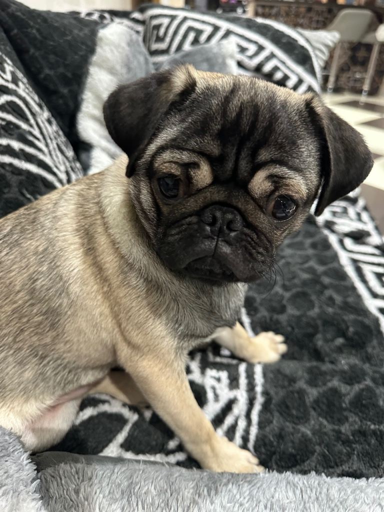 Pug for rehoming 