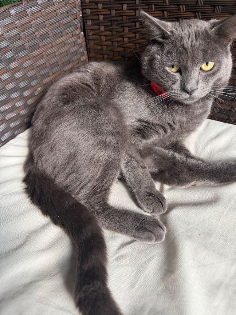 Beautiful Russian Blue Cat Looking for a New Home