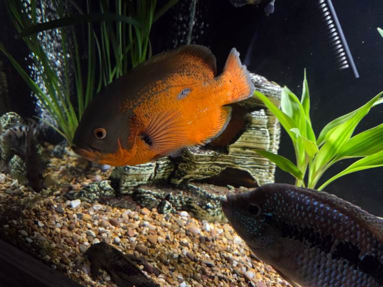 Oscar fish 
