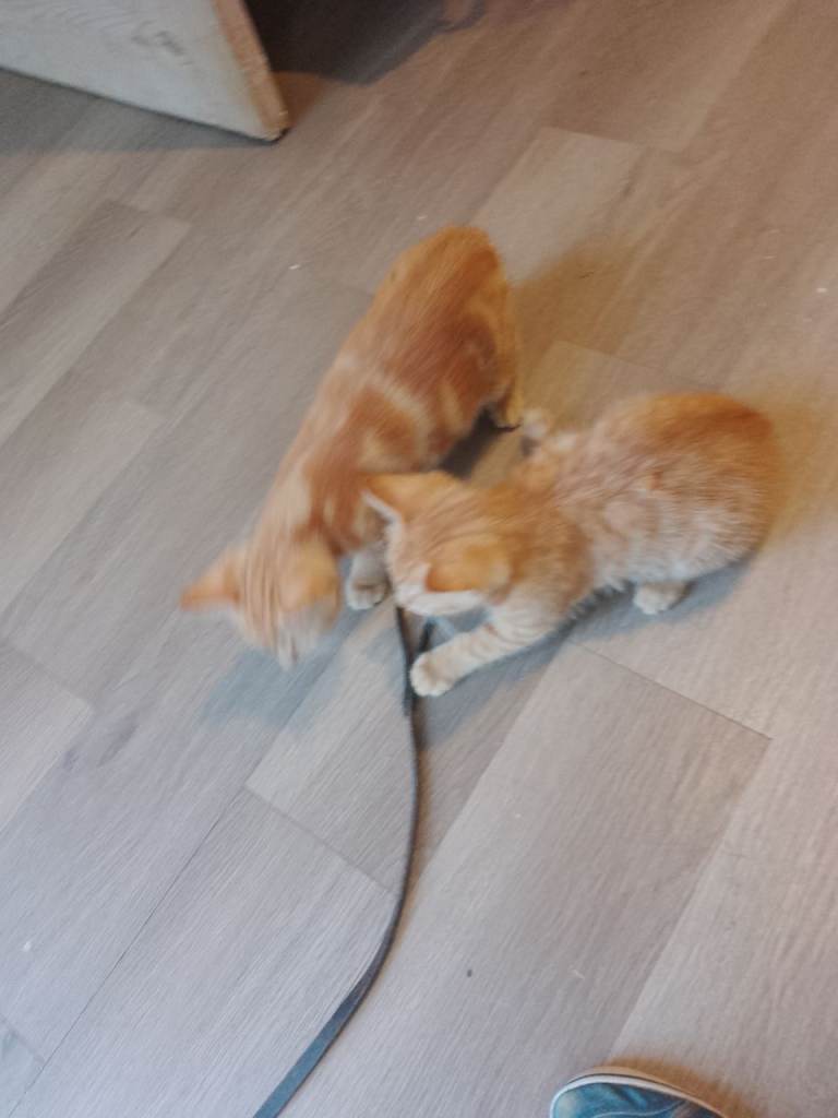 Ginger Female kittens 