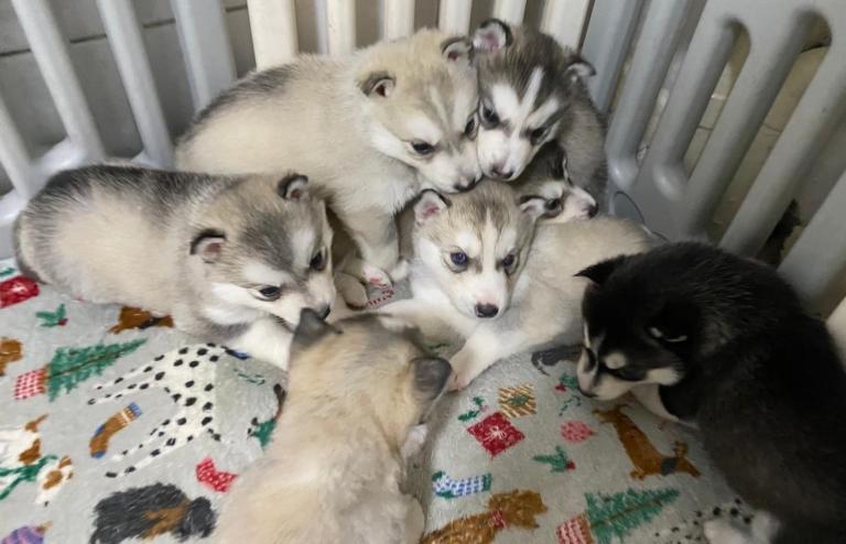 Siberian Husky Puppies for Sale 