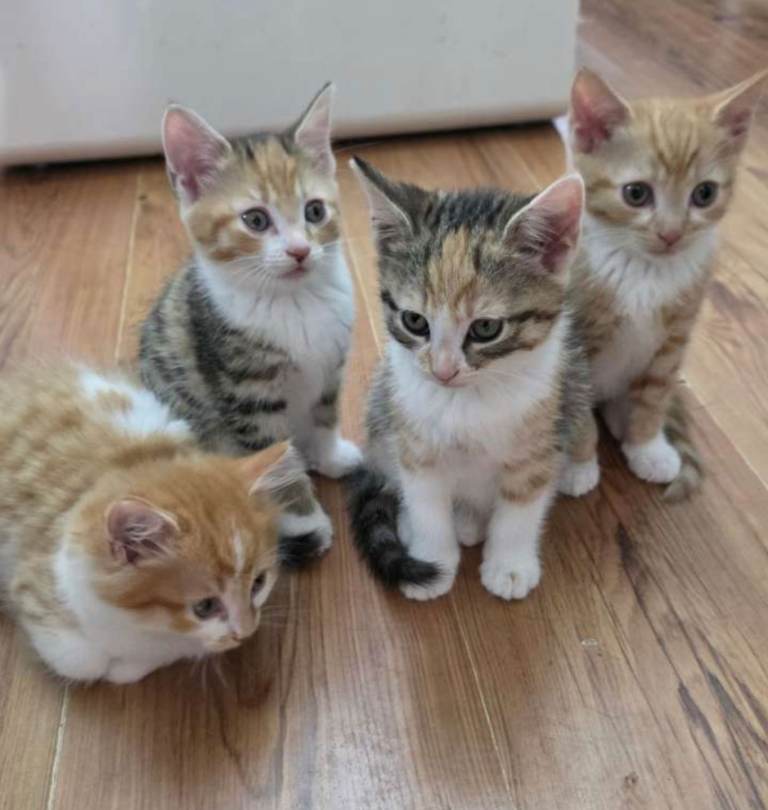 Tabby and Ginger fluffy kittens