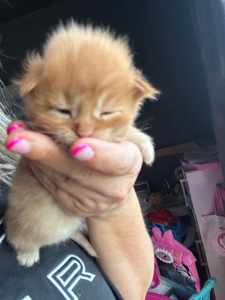 Full Maine Coon Kittens 