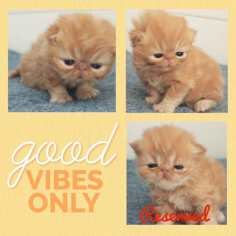 2 male persian kittens available 