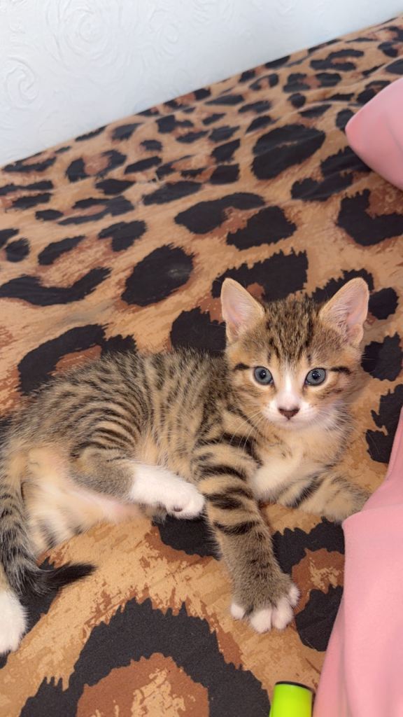 Kittens looking LOVING Brand-new 🏠 