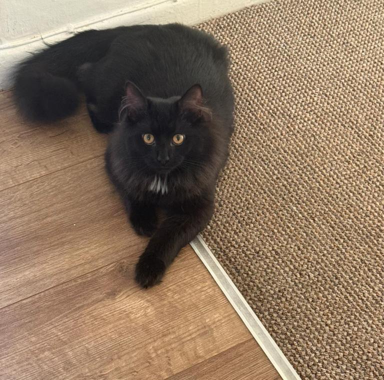 Cat longhair black