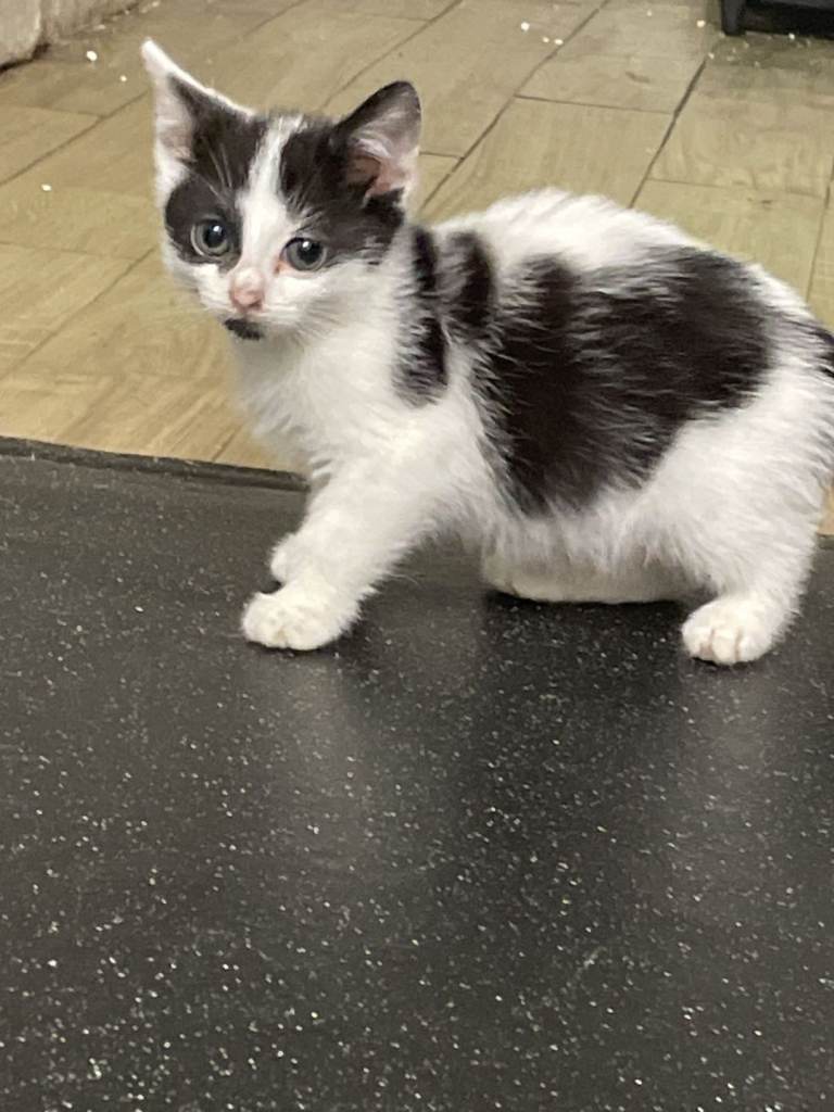 kitten last available