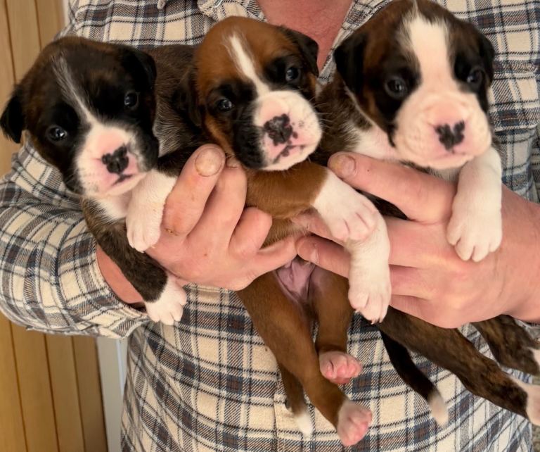 5 STAR litter boxer puppies 