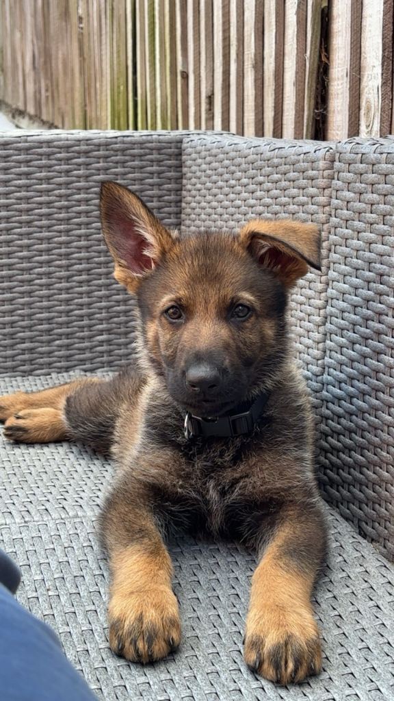 MALE Czech German Shepherd 