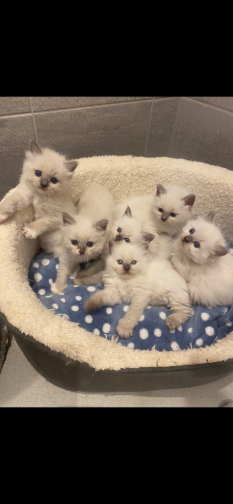 Ragdoll kittens 