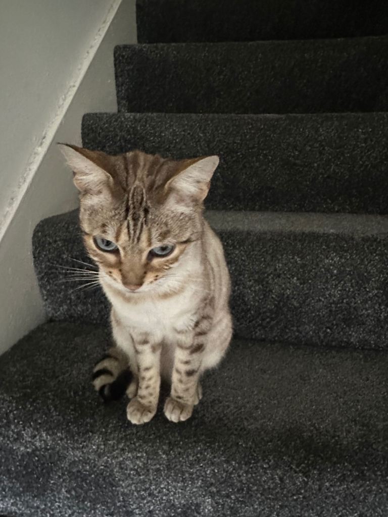 Beautiful Bengal cat for sale 