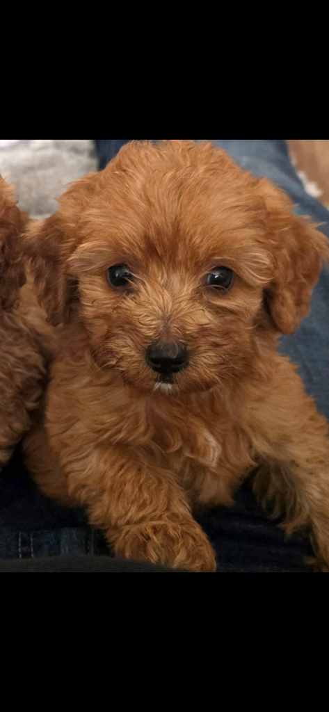 Cockapoo girl