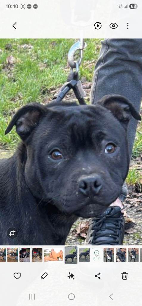 Staffordshire bull terrier pup