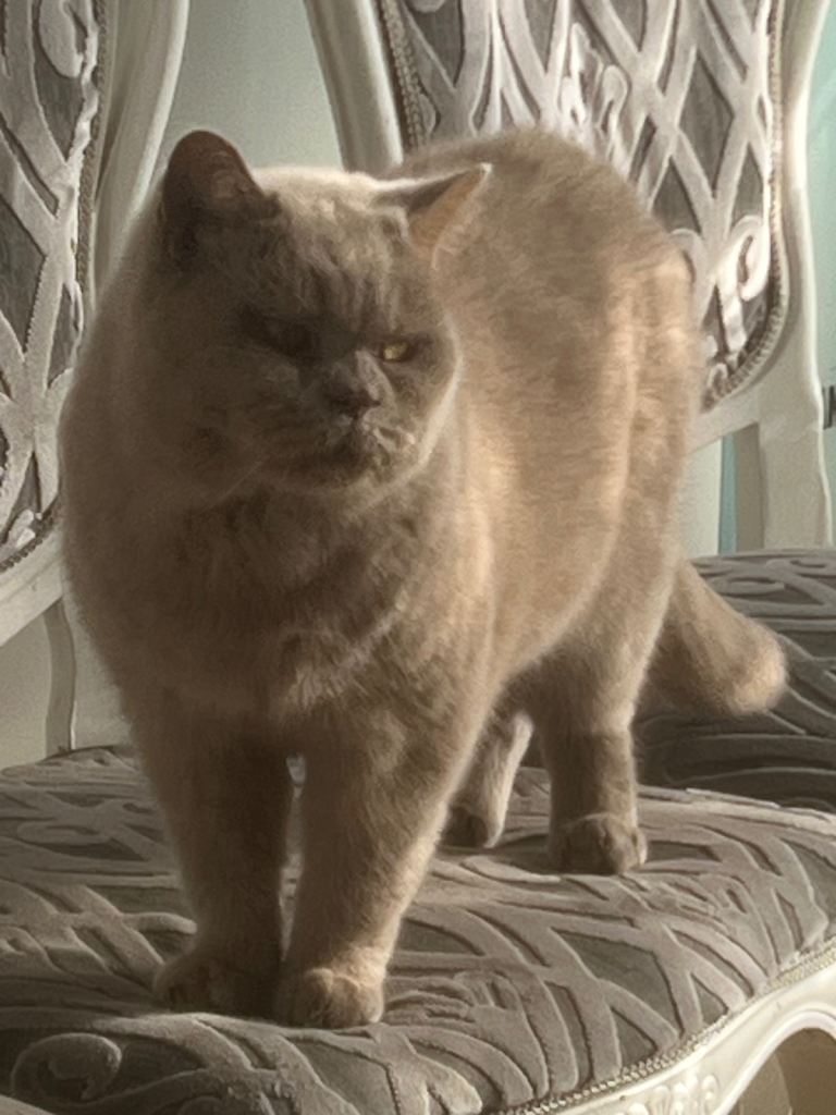 Rehoming full Bsh male 