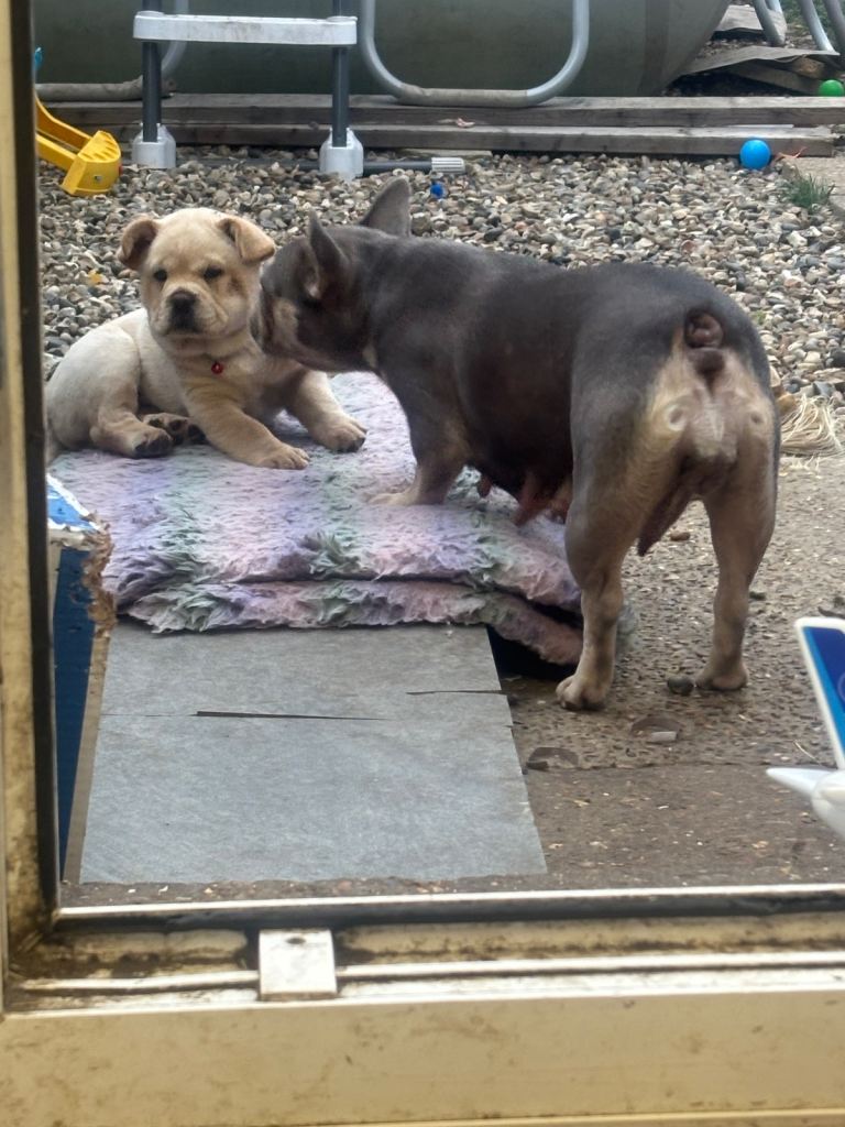 4 beautiful frenchiechow pups 