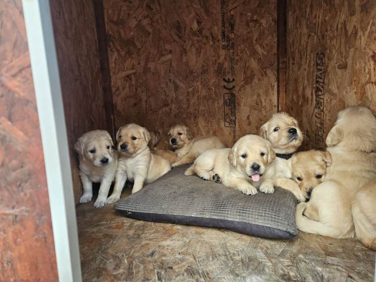 Four Golden Retriever Pedigree Pups  