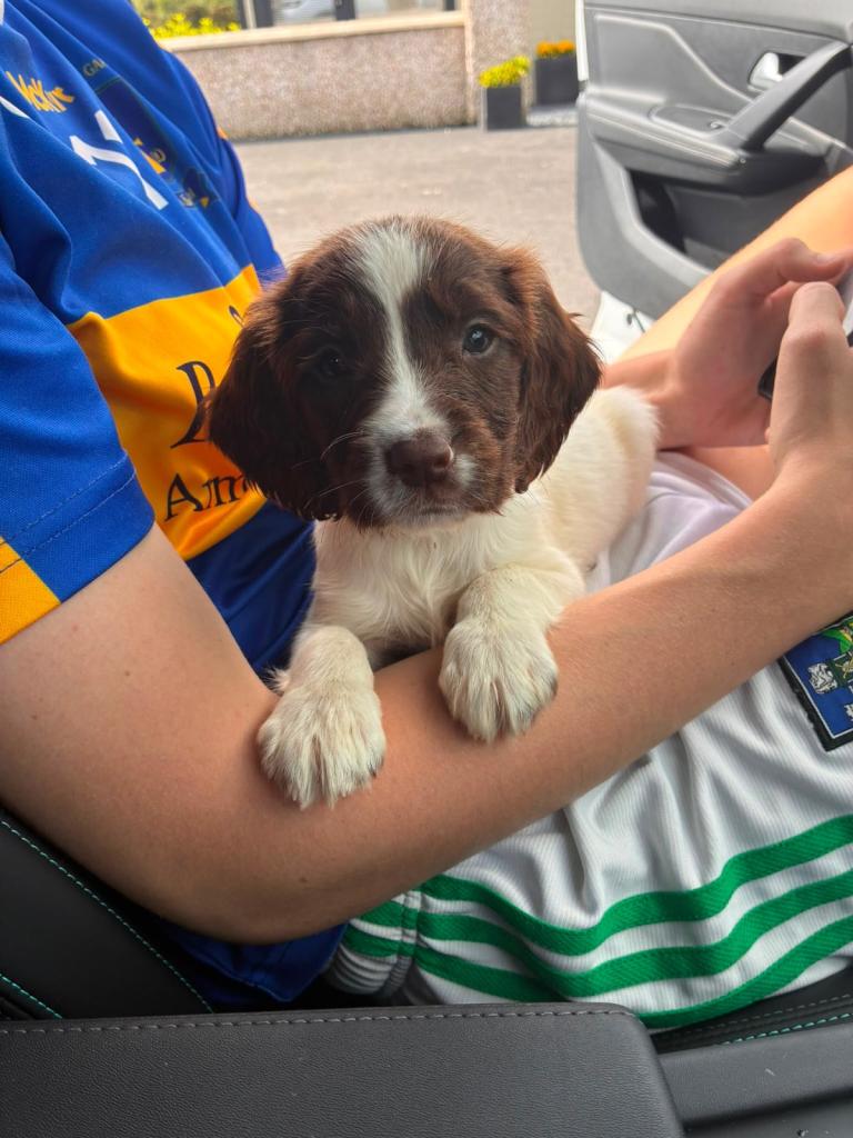 Springer spaniel 