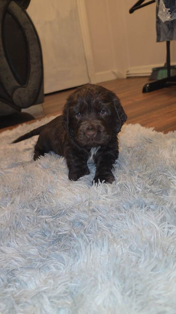Beautiful girl last of litter 