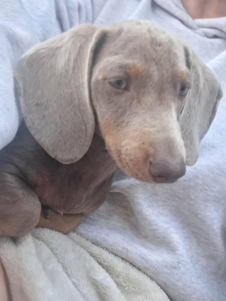 Stunning male blue daschund 