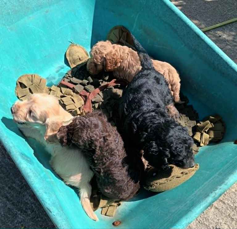 STUNNING LITTER OF f1B COCKAPOOS FROM 5* LICENCED BREEDER.