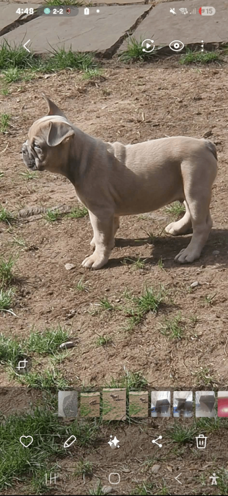 Kc reg French bulldog pups for sale