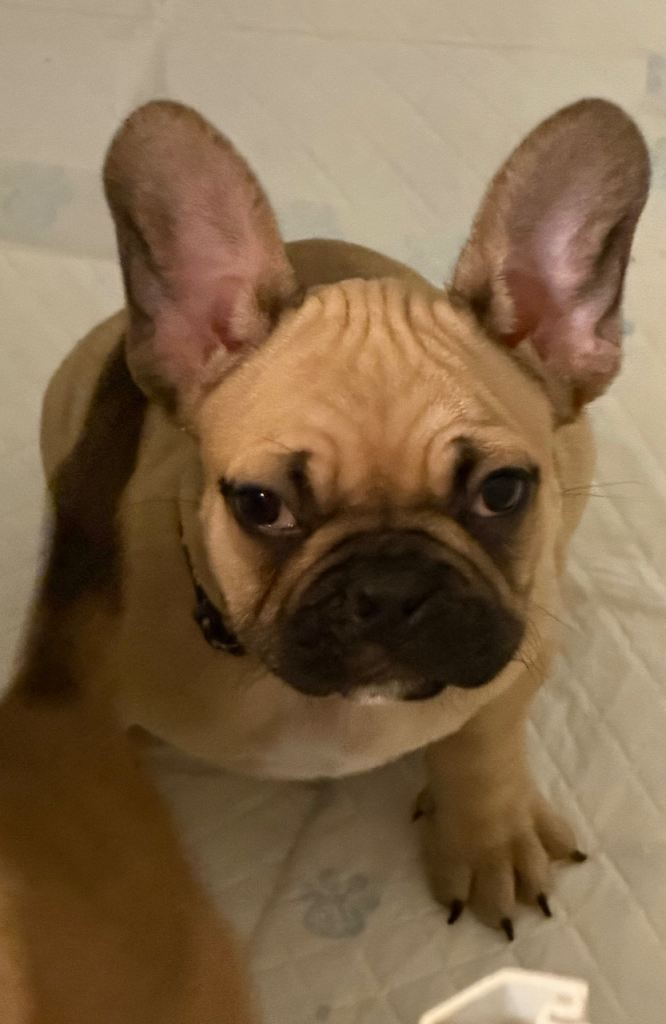 🐾ready now 4 girls left 🐾