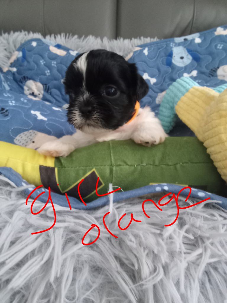 Shih Tzu puppies