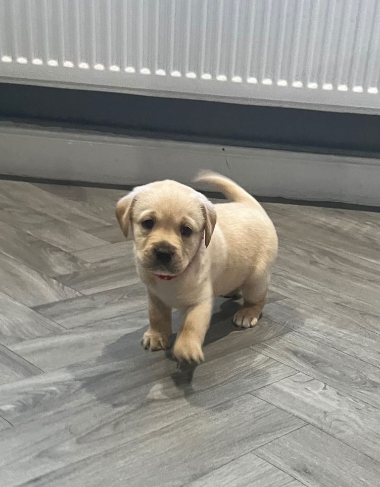 Last two!! Labrador retriever puppies for sale 