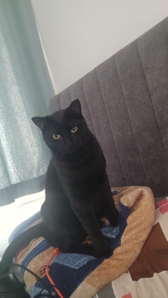Oli & Oreo Need a Loving New Home