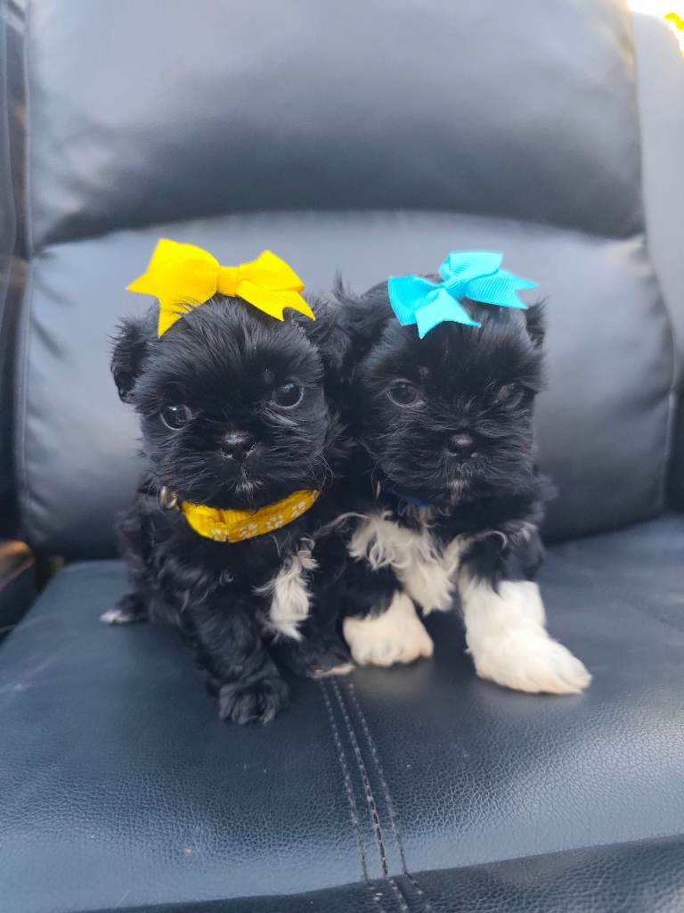 Gorgeous shih Tzu puppy's 