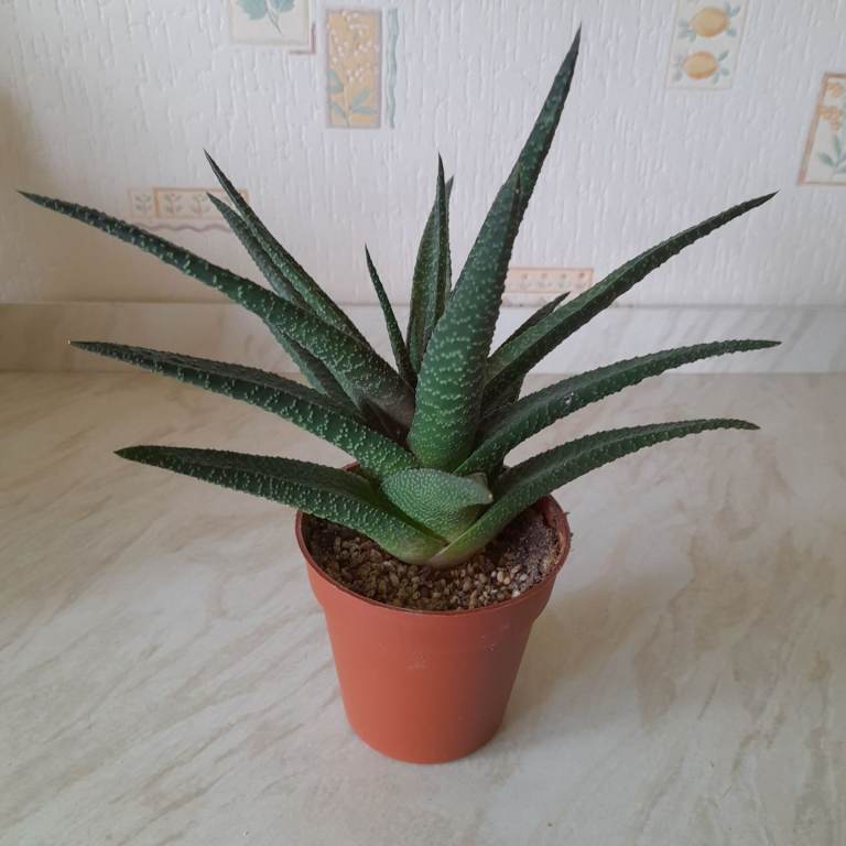 Aloe succulent plant.        