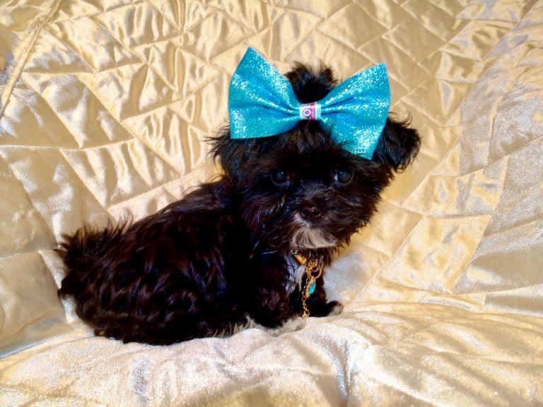 ***XXXXXXXS Ultra Rare Micro Black White Tiny F1 Maltese X Toy Poodle Maltipoo Puppy 5 months old***