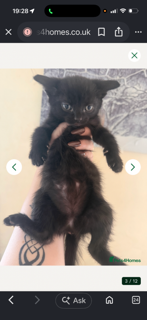 Main coon mix breed kittens 