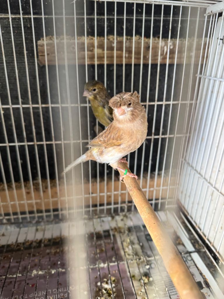 Canary for sale