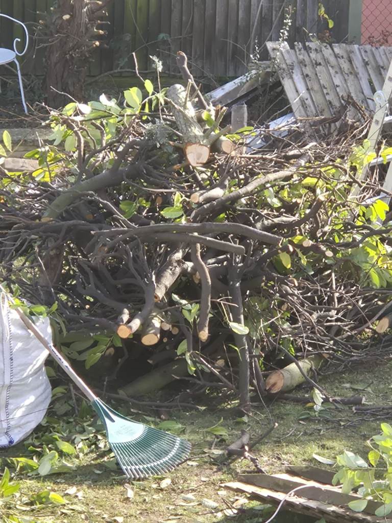 Free laurel fence wood available for firewood from Sm2