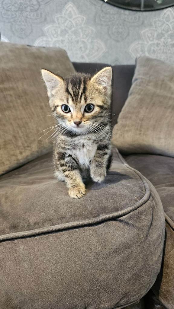 BSH Kitten 