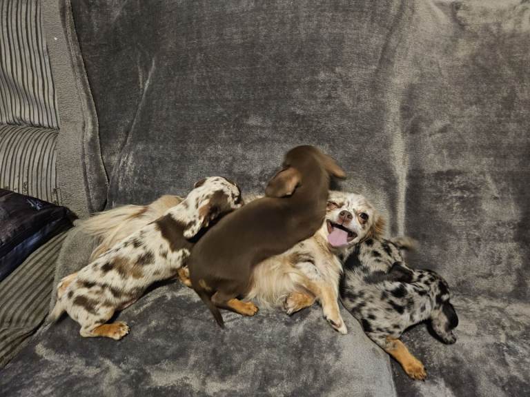 Chihuahua X Dachshund Puppies