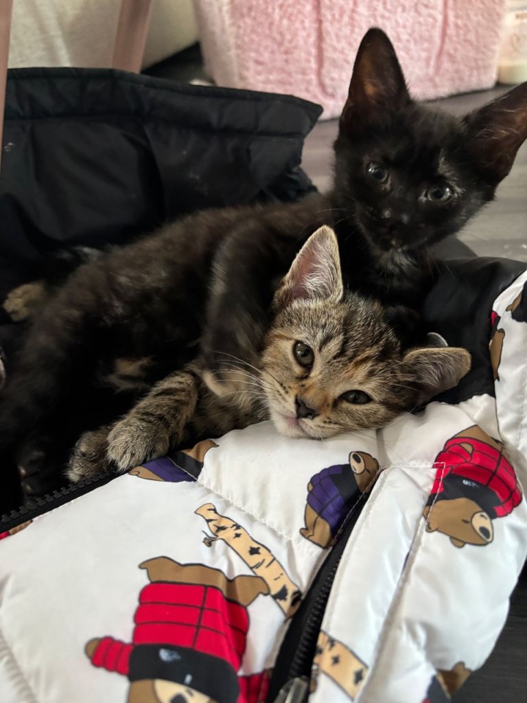 Rescue kitten pair 