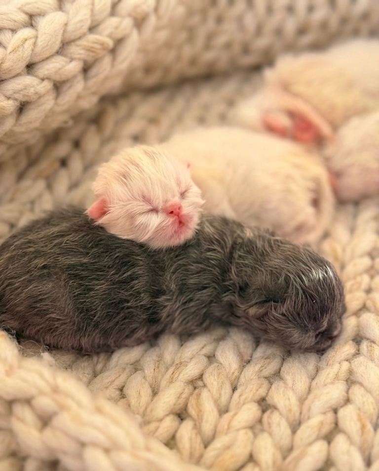 Stunning Persian Kittens