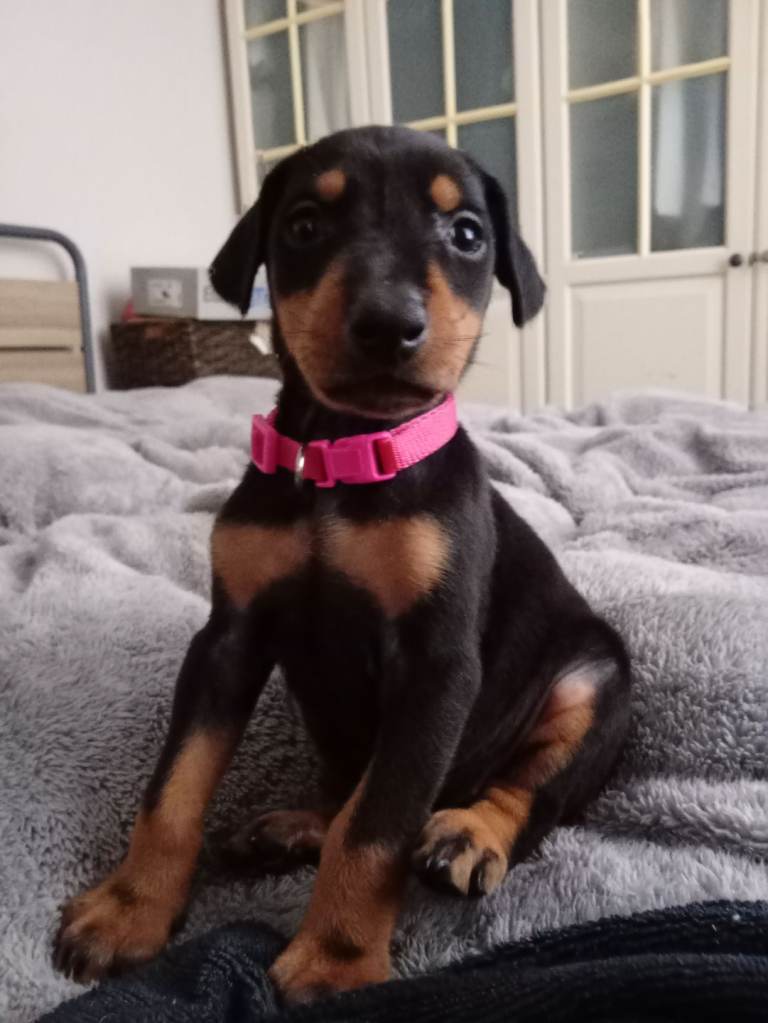 Excellent pedigree stunning European American Doberman puppies. 