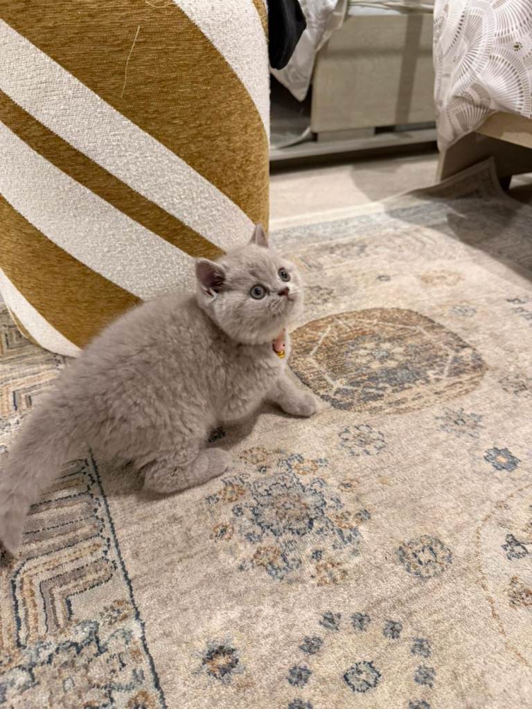 British shorthair lilac