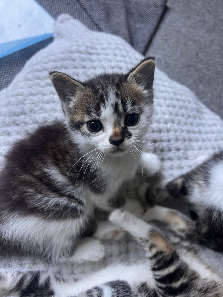 Gorgeous British Shorthair Boy – 8 Weeks Old – £150 