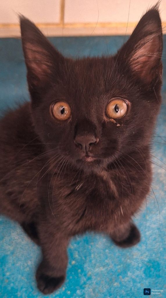 Kittens for sale 