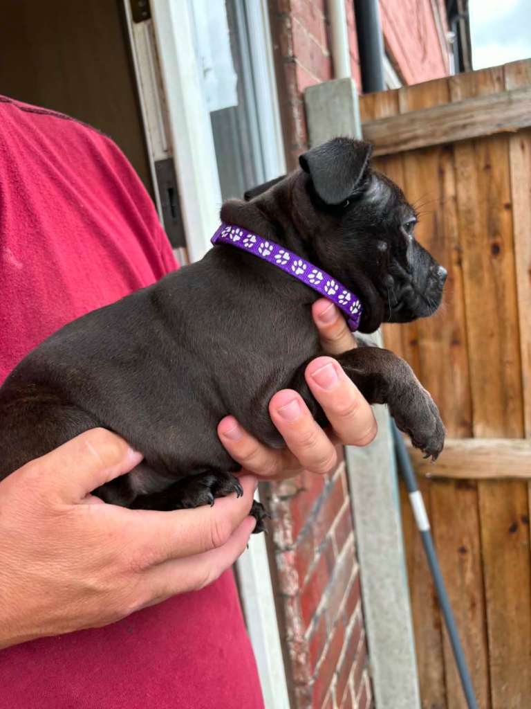 Kc reg Staffordshire bull terrier pups 