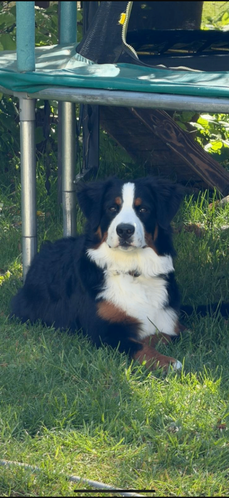 7 month old Bernese for sale 